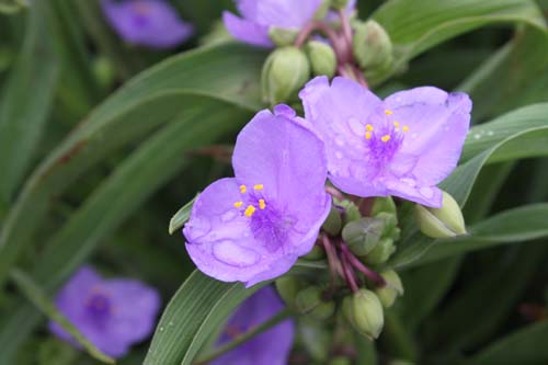 紫露草2