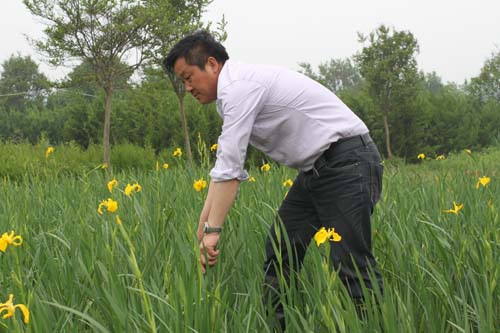 水生鸢尾