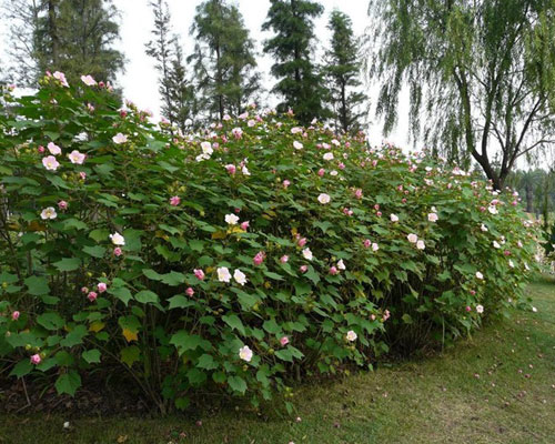木芙蓉图片