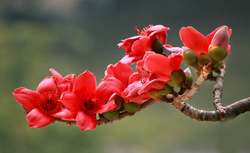 木棉花图片