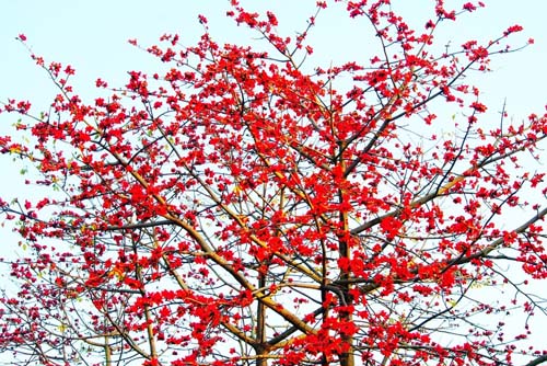 木棉花图片