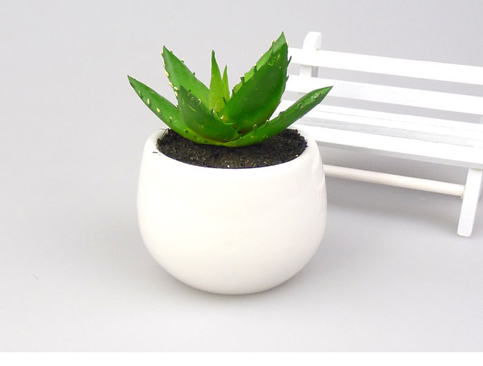 盆栽芦荟