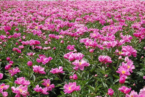 芍药图片