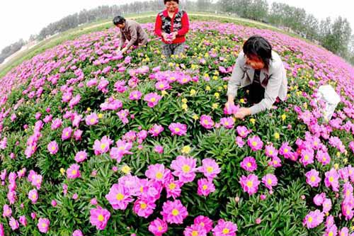 亳州芍药种植