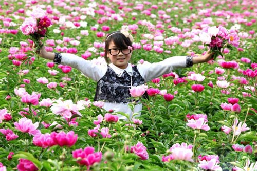 亳州芍药种植