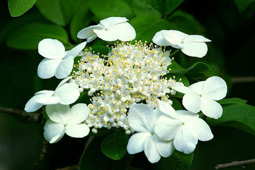 琼花