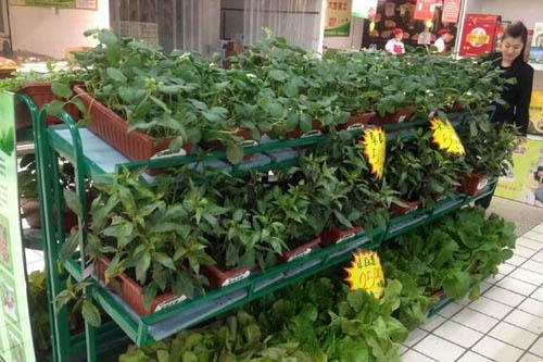 超市盆栽蔬菜