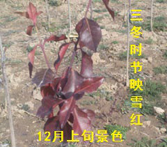 冬红黄杨