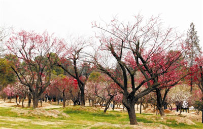 全南县打造全国芳香花木产业集群地