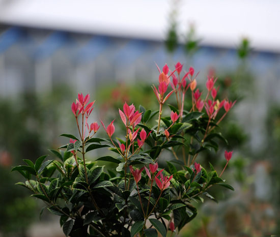 全南县打造全国芳香花木产业集群地