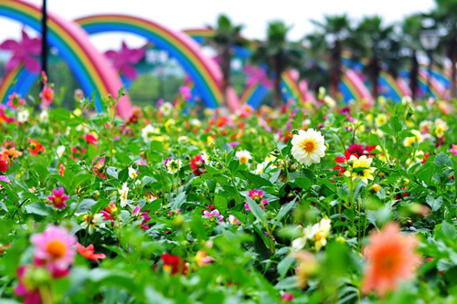 小丽花图片