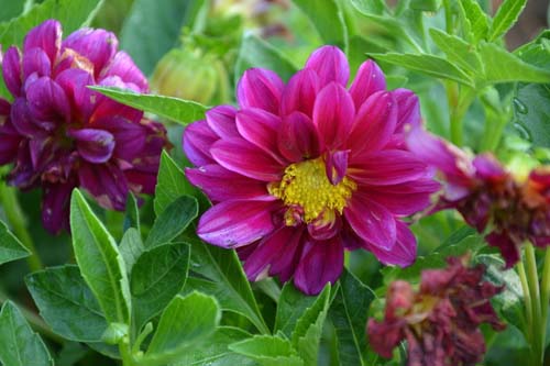 小丽花图片