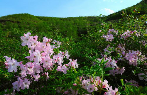 杜鹃花价格