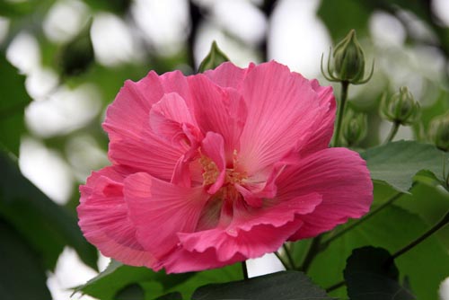 木芙蓉图片