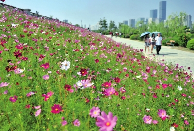 花海公园数万平米花海如期绽放