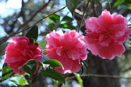 山茶花图片