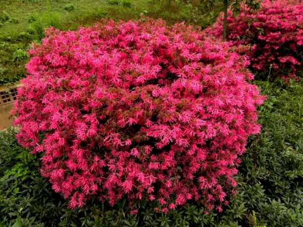 红花继木