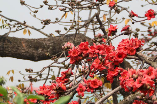 木棉花图片