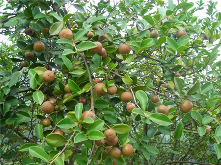 茶油树