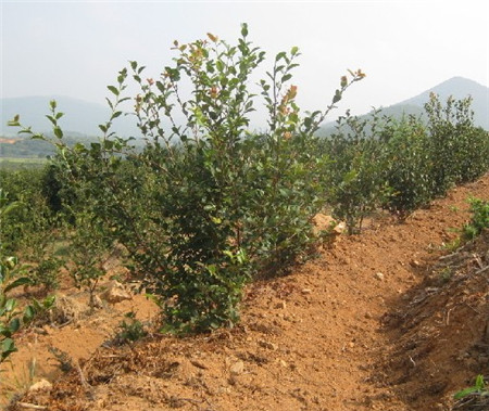 茶油树