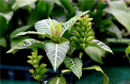 观叶植物
