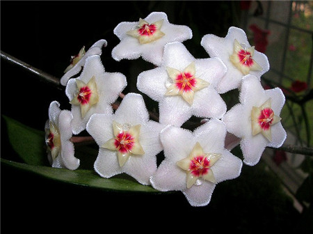 观花植物