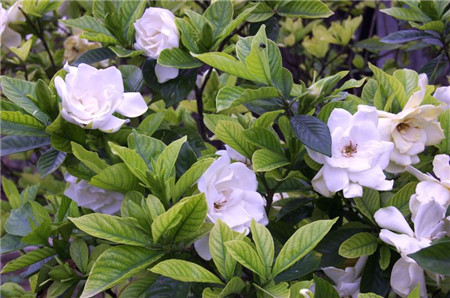 大叶栀子花