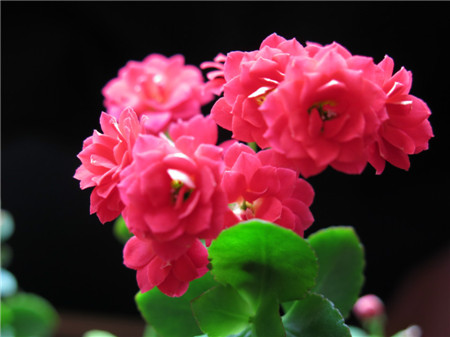 长寿花