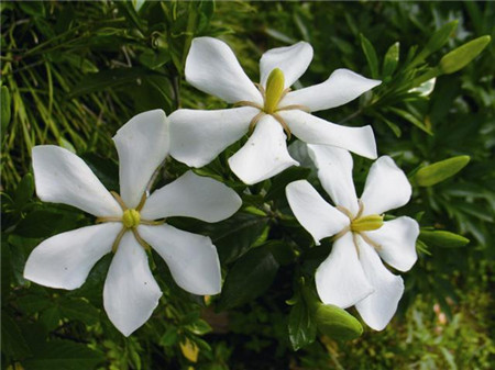 栀子花图片