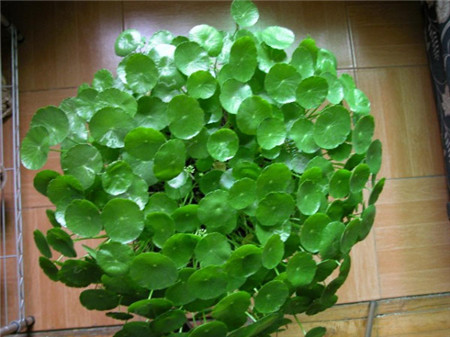 铜钱草图片