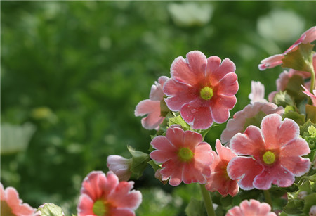 报春花