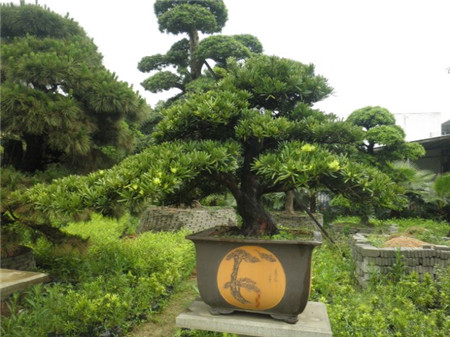 罗汉松盆景