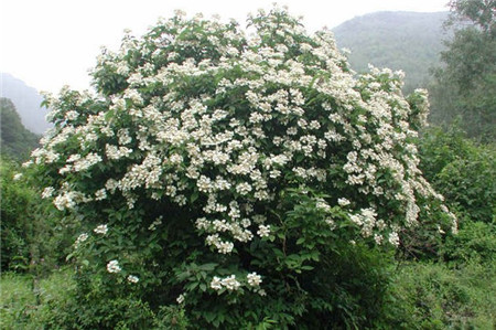 花灌木图片