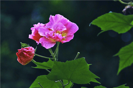 芙蓉花图片