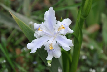 木兰花