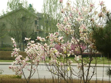 木兰花图片