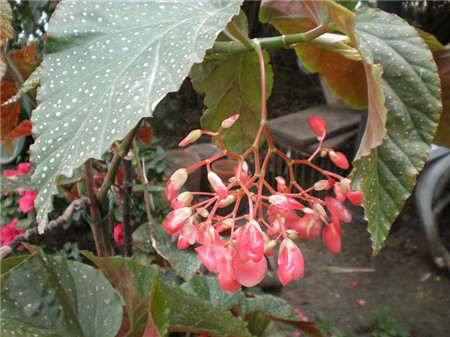 竹节海棠