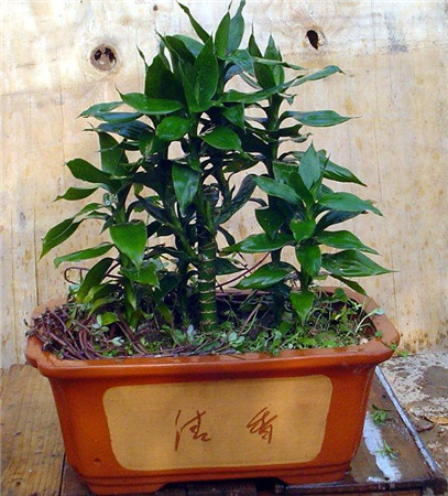 观音竹图片