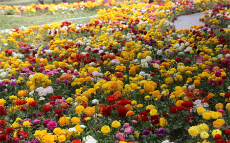 花毛茛图片