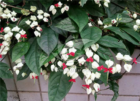 龙吐珠图片