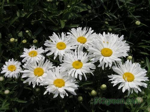 大滨菊 白晶菊 西洋滨菊 供应产品 青州市九鼎花卉园艺场