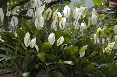白鹤芋