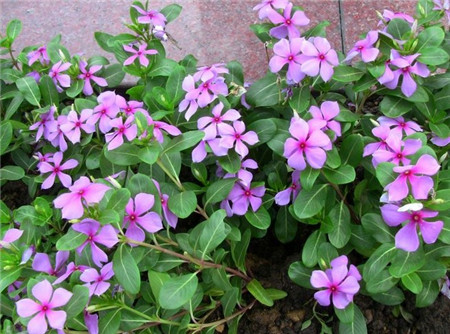 长春花图片