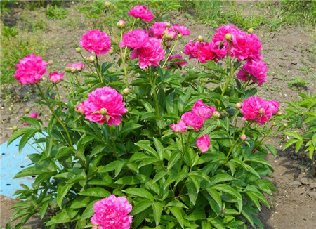 芍药花