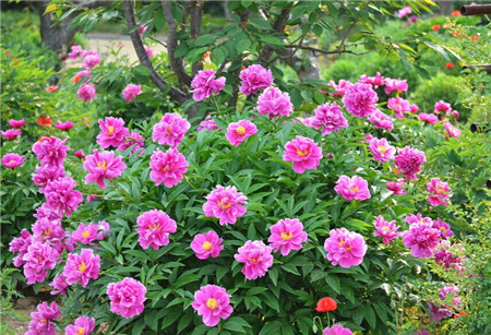 芍药花图片