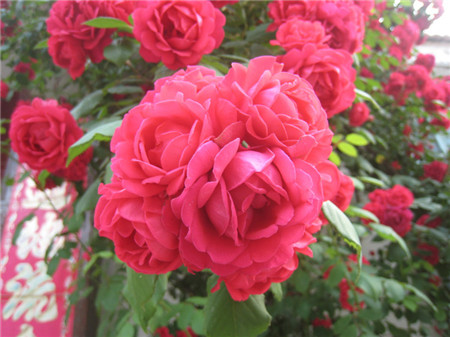 蔷薇花