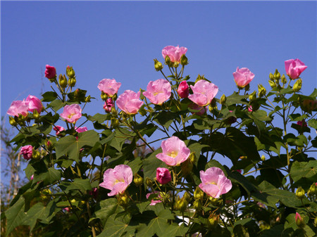 木芙蓉图片