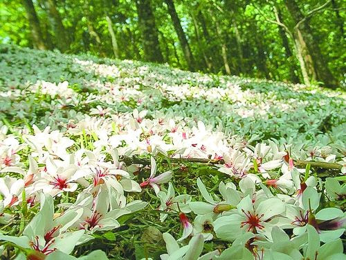 油桐花图片