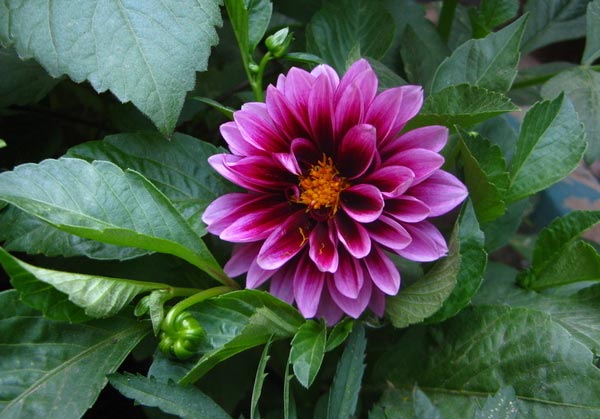 小丽花