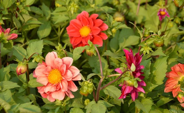 小丽花